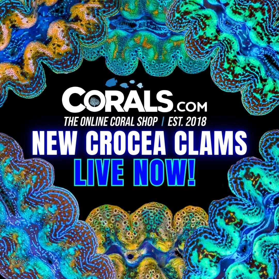 new clams.jpg