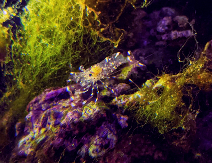 new cleaner shrimp.jpg