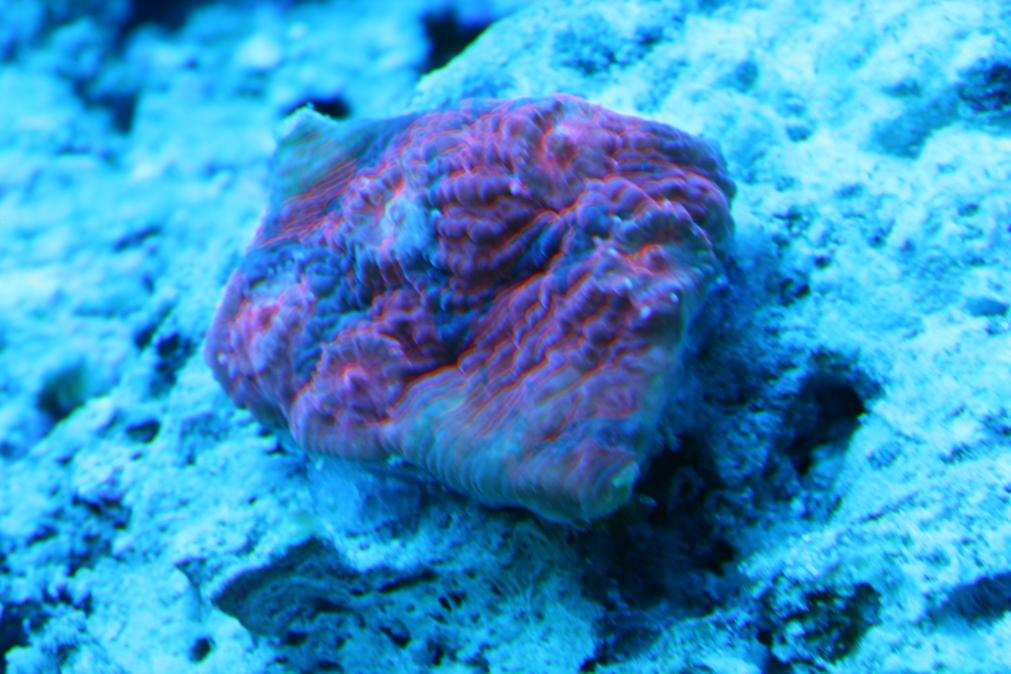 new coral 001.jpg
