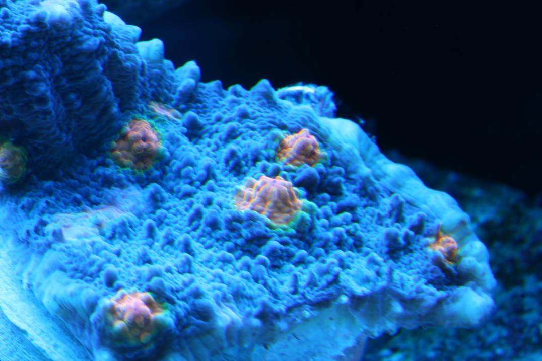 new coral 004.jpg