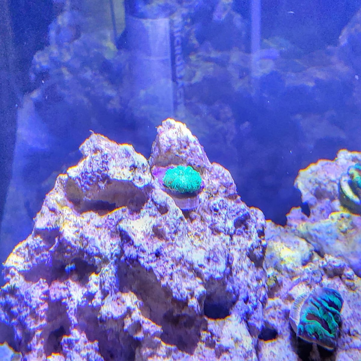 new coral 1.jpg
