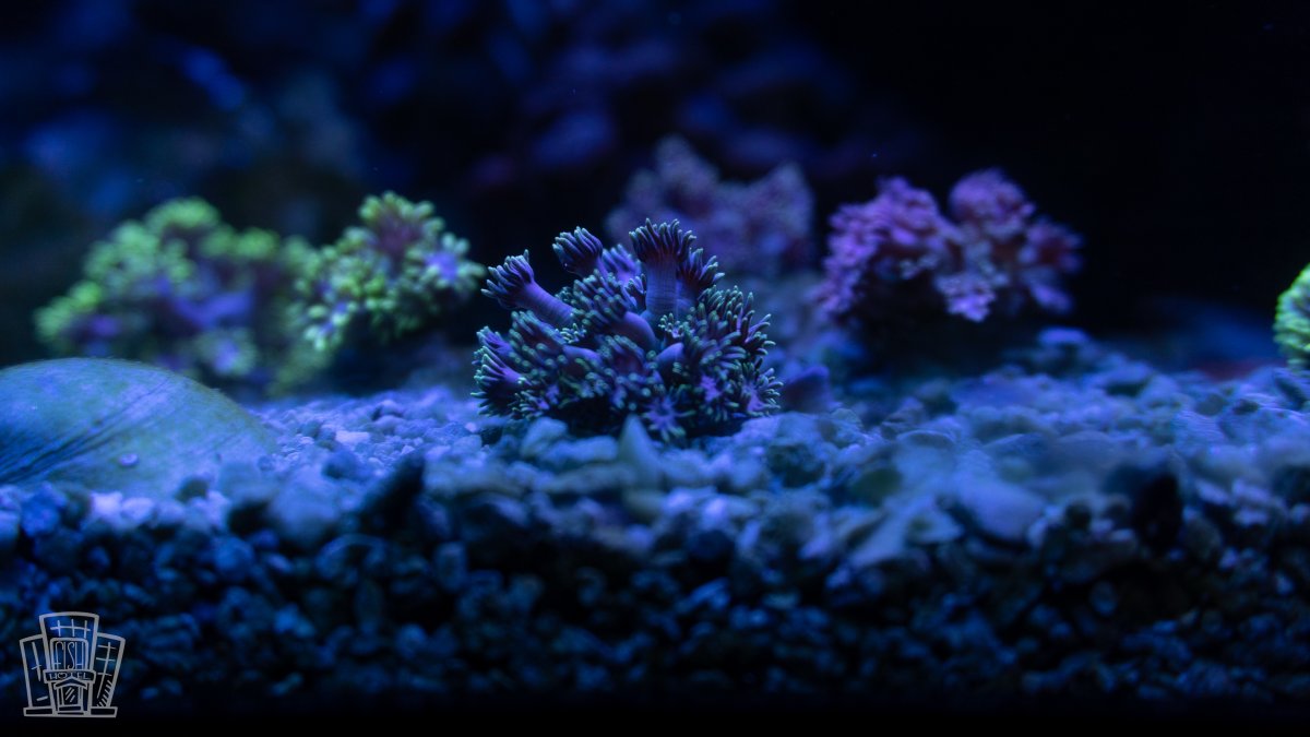 New Coral-10.jpg