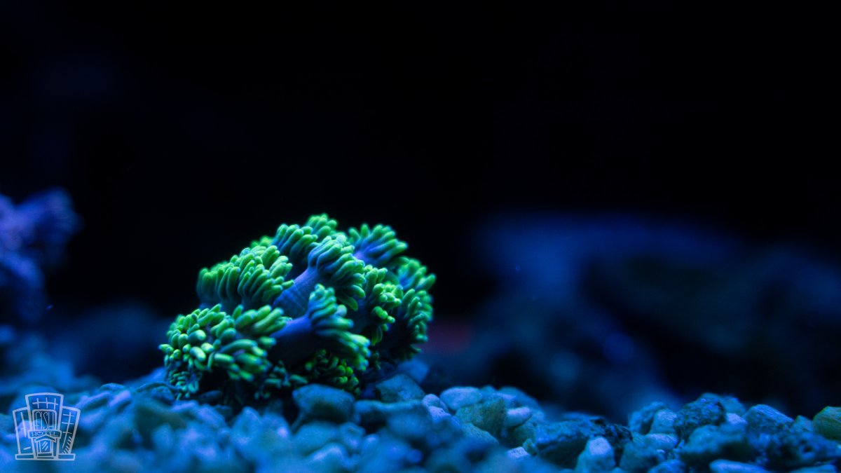 New Coral-11.jpg