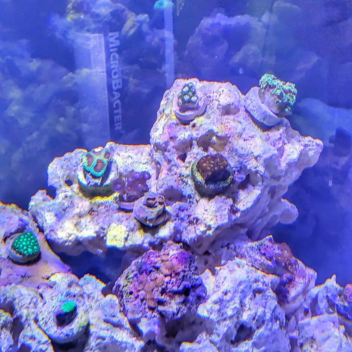 new coral 2.jpg