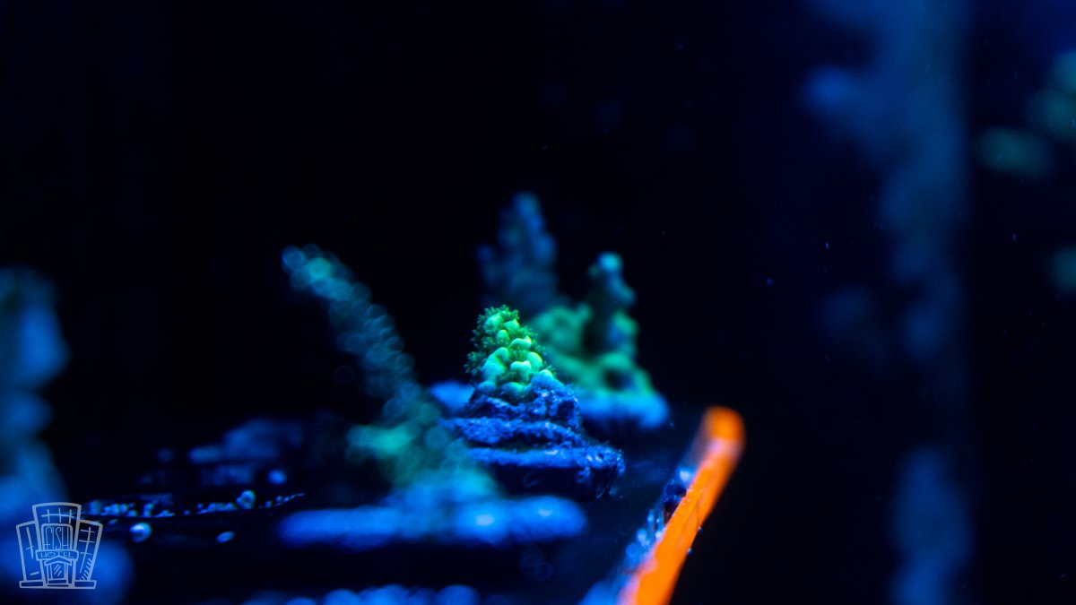 New Coral-2.jpg