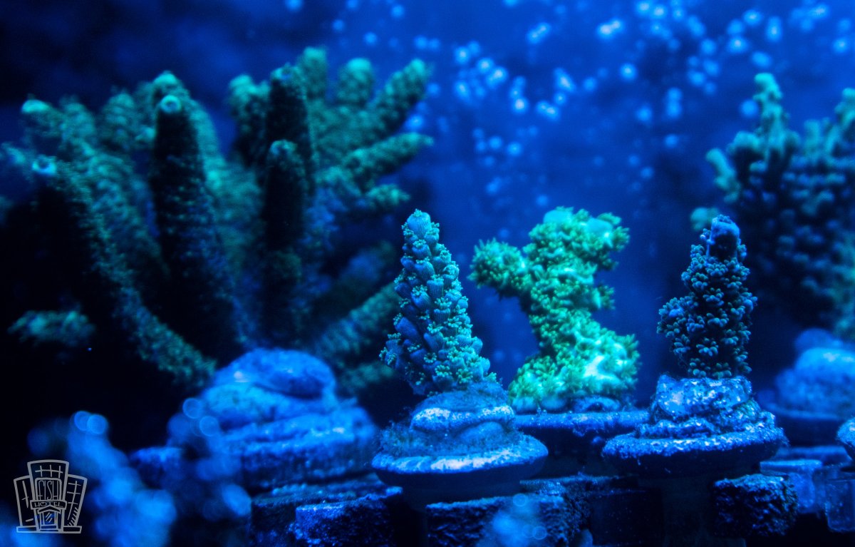 New Coral-3.jpg