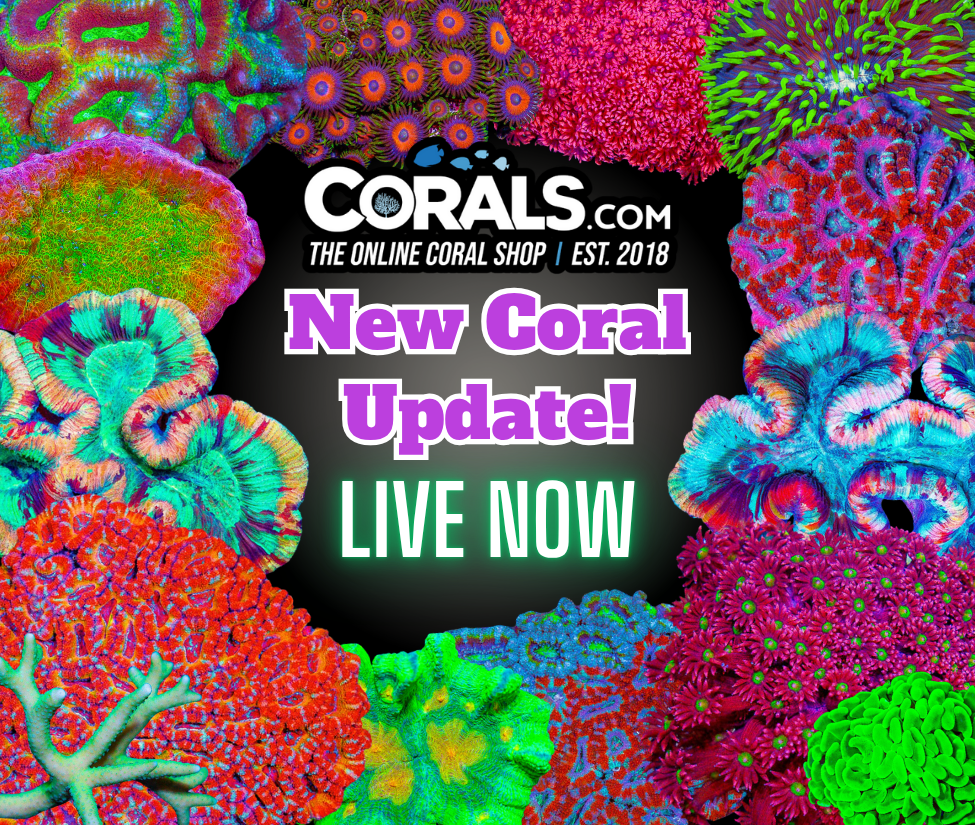 new coral(33).png
