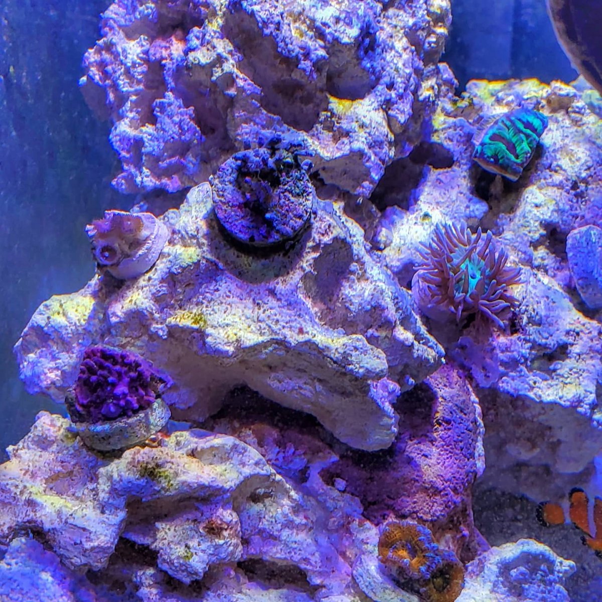 new coral 4.jpg