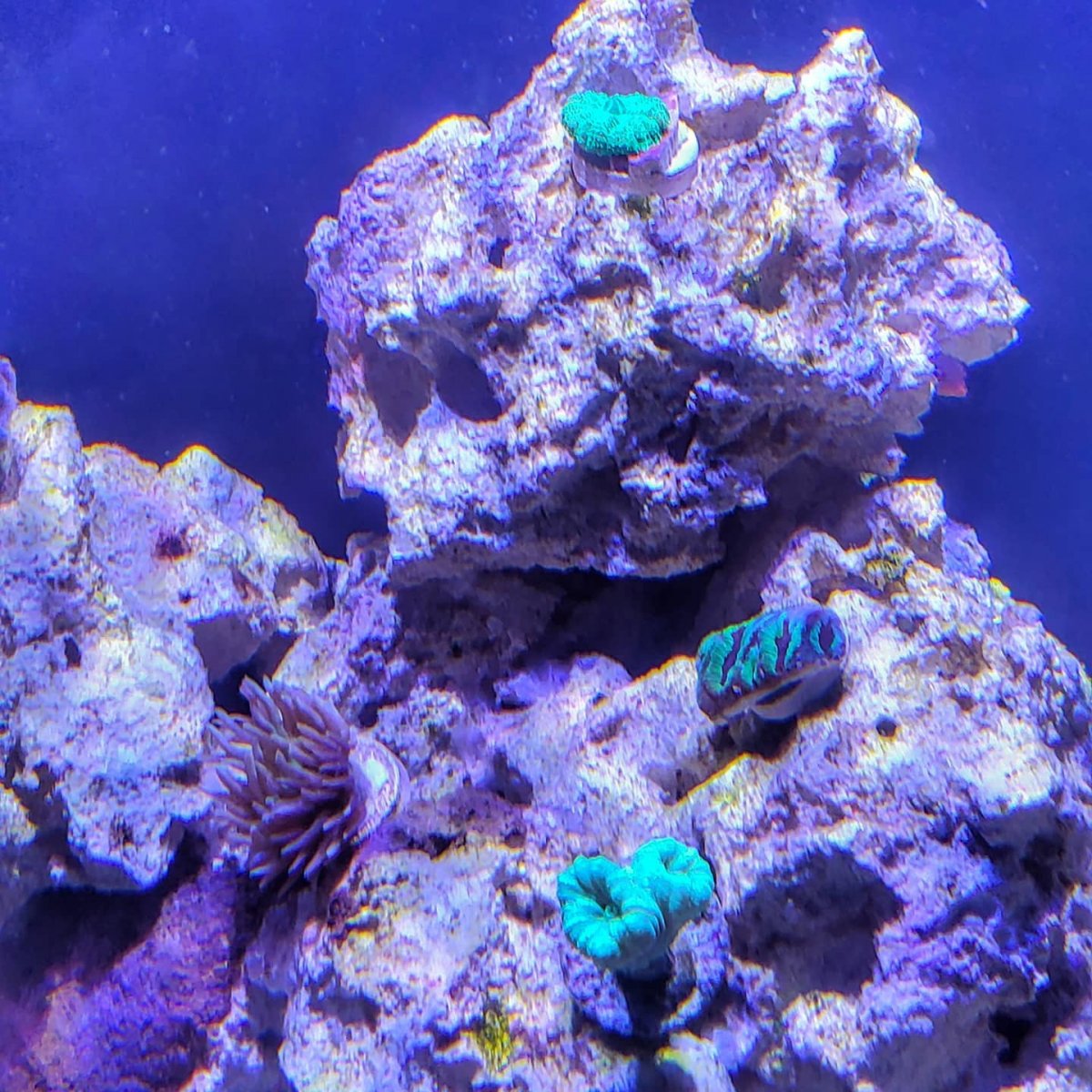 new coral 5.jpg