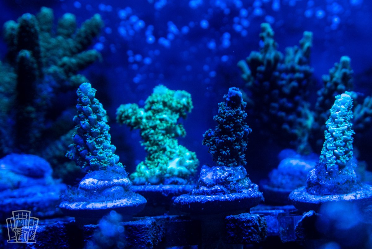 New Coral-5.jpg