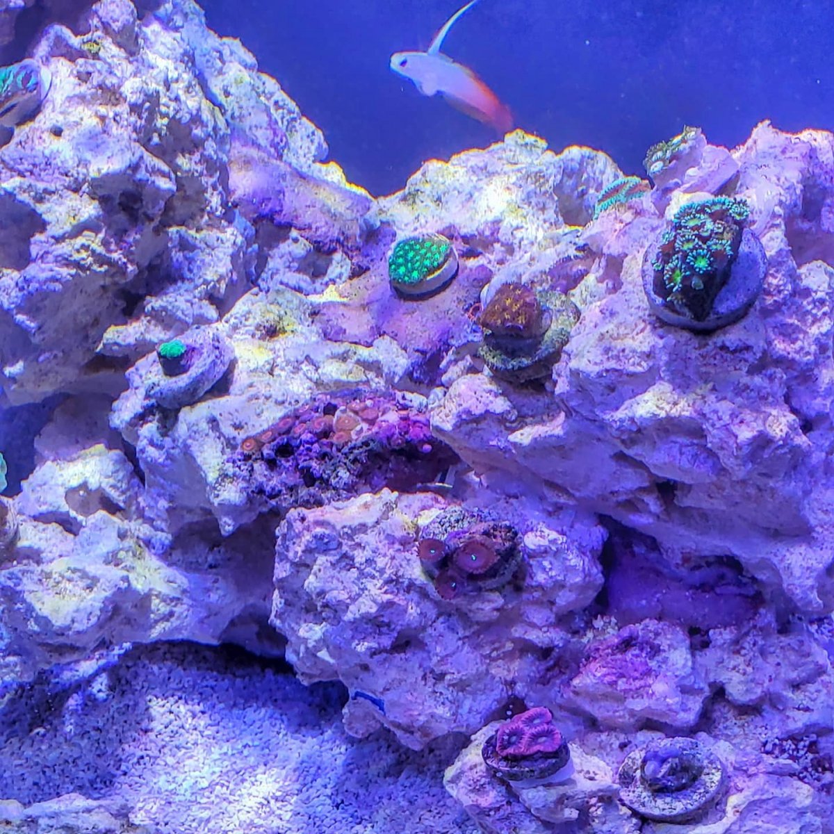 new coral 6.jpg