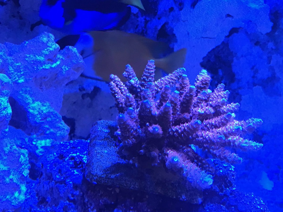New Coral 7.22.jpg