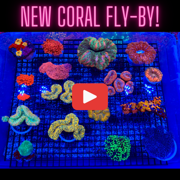 NEW CORAL FLY-BY!.png