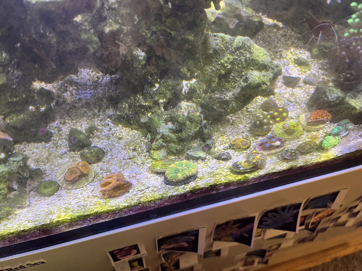 New Coral.jpeg