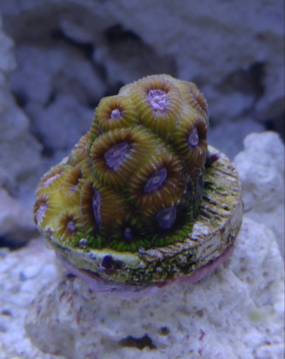 New coral.jpg