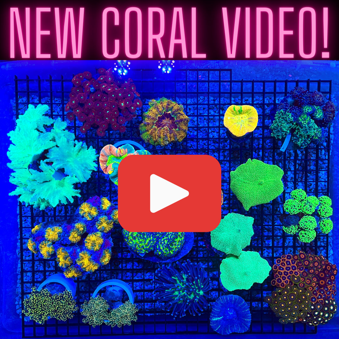 new coral video!.png