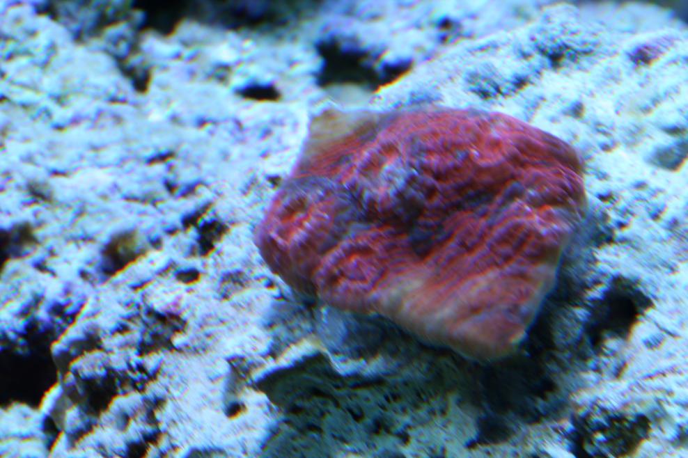 new coral2 001.jpg