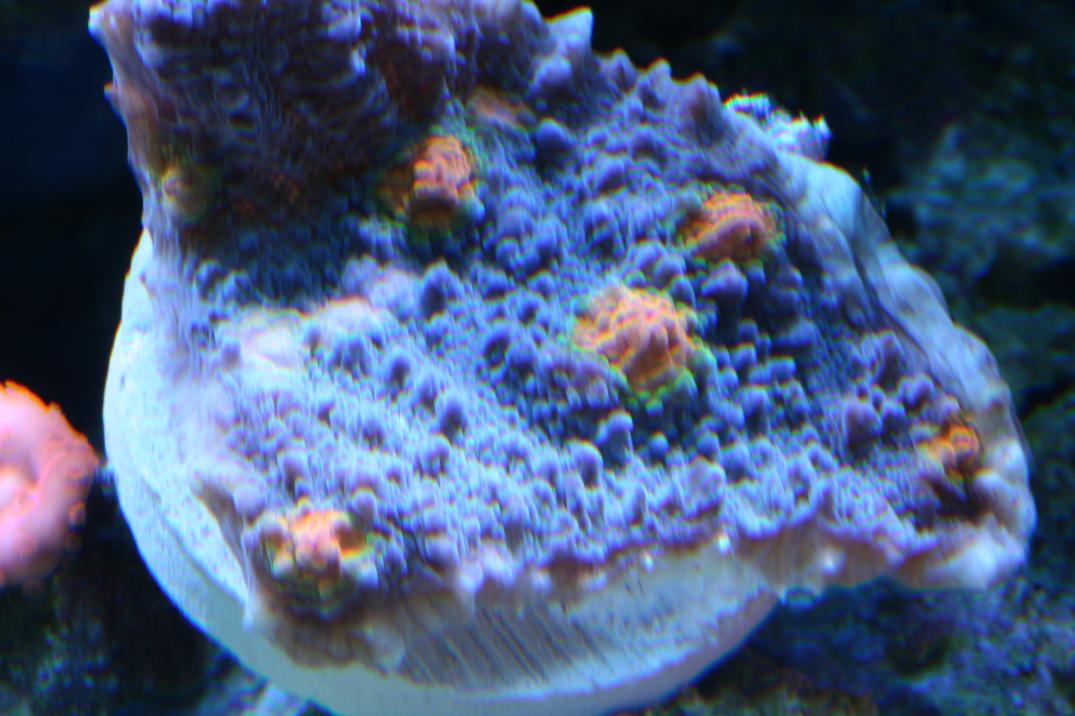 new coral2 003.jpg