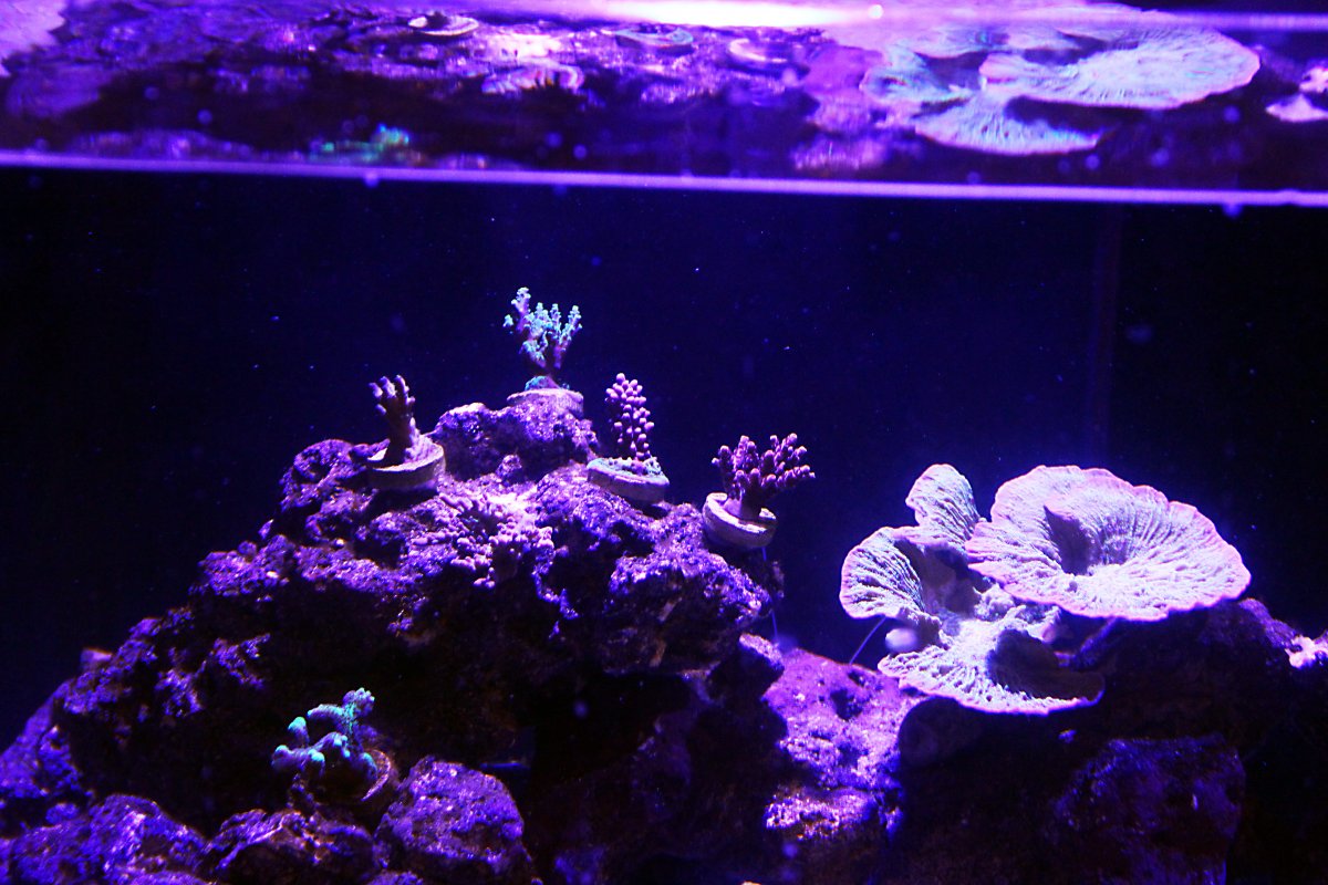 New Corals 12.3.JPG