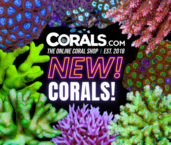 new corals 3.20.png
