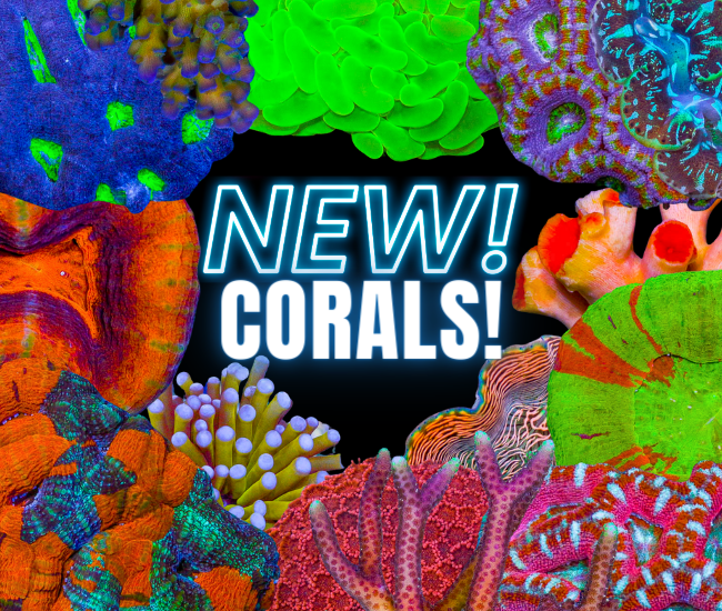new corals 3.8.png