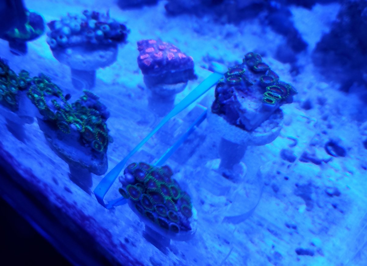 New Corals 3.jpg