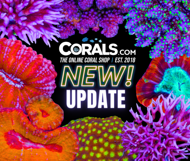 new corals 4.10.png