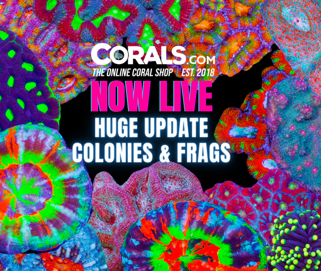 new corals 4.17.png