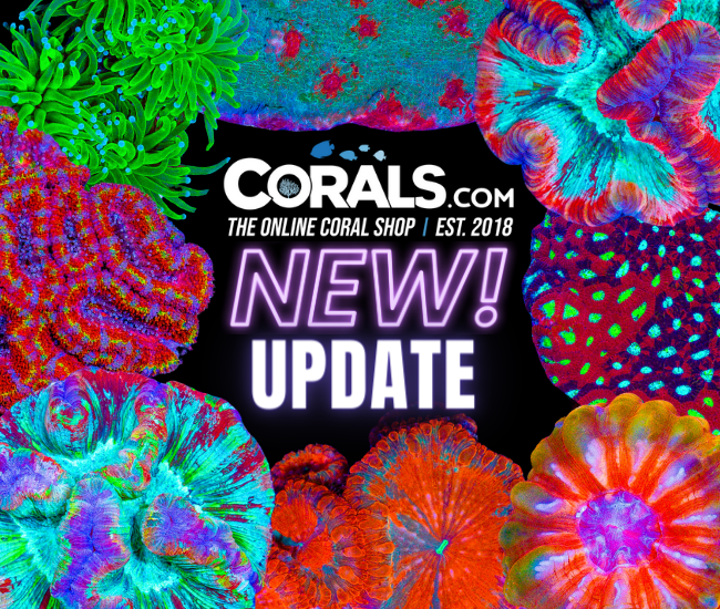new corals 4.24.png
