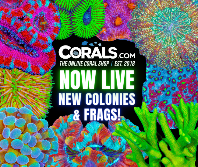 new corals 5.15.png