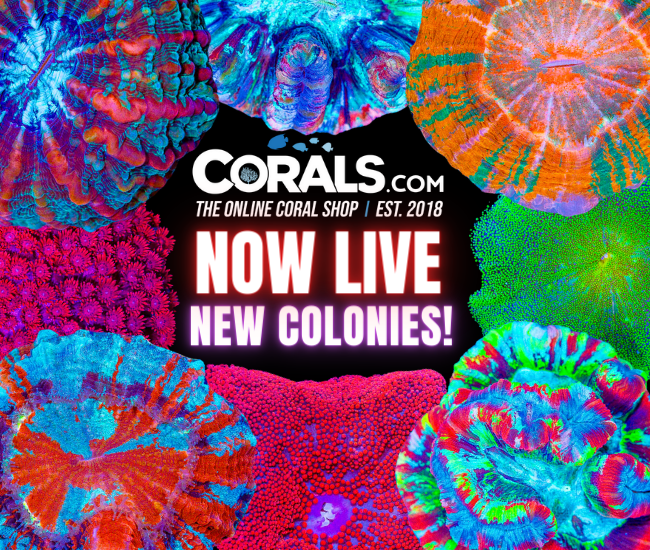 new corals 5.20.png