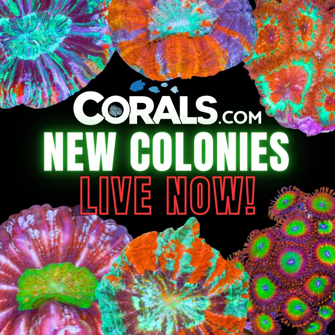 new corals.jpg