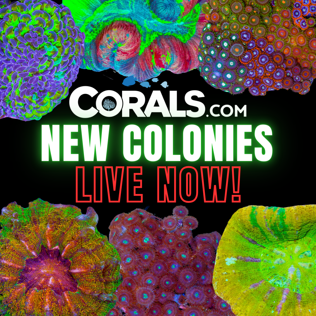 new corals.png