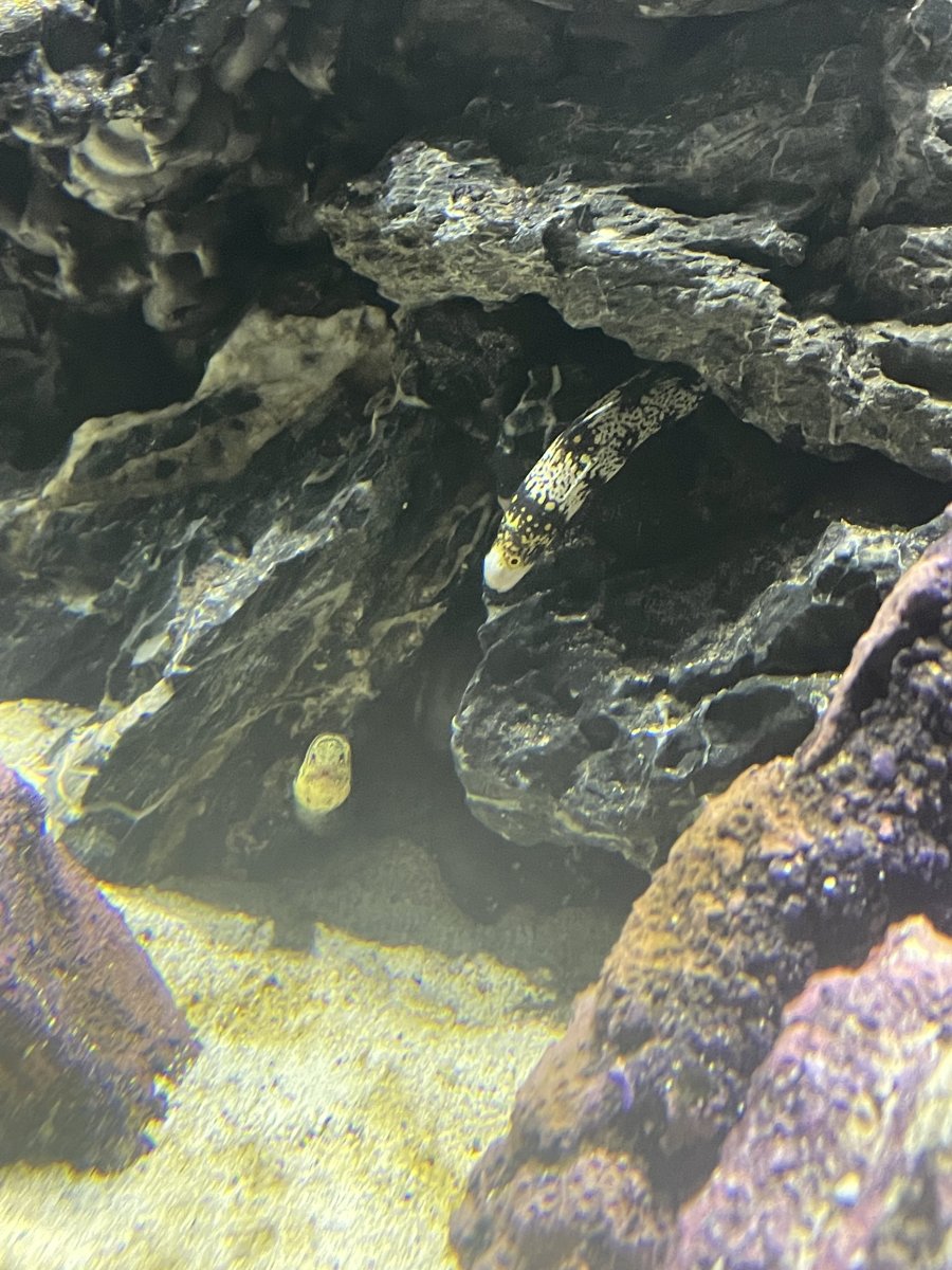 new eels.jpeg