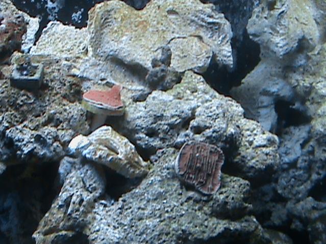 new fish 007.jpg