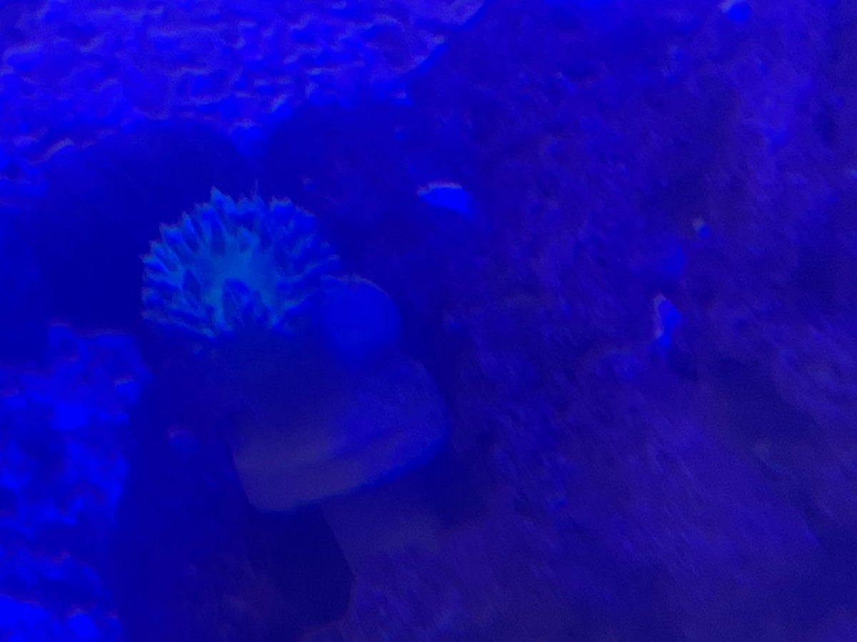 new fish 100.jpeg