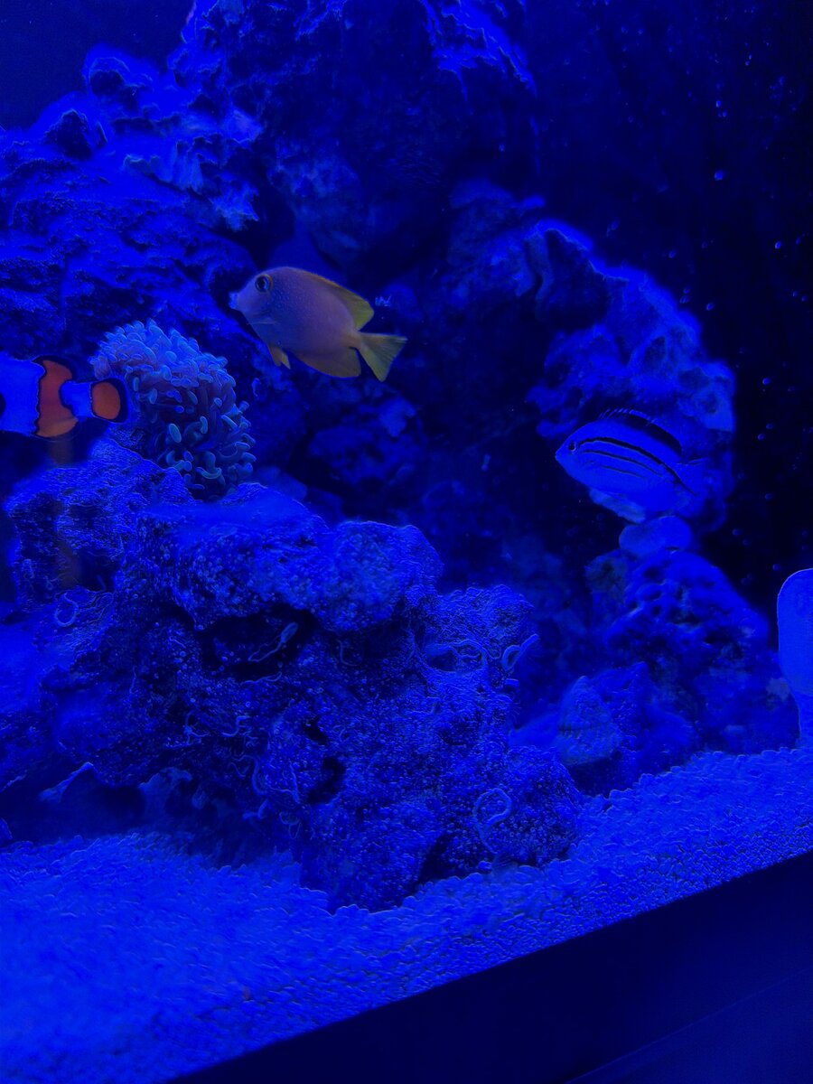 New Fish.jpeg