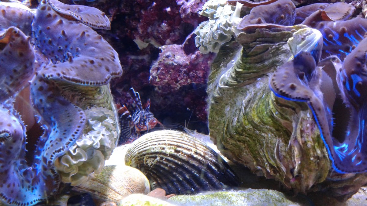 New fish1.jpg