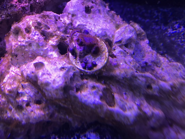 New frags 41618 zoa.jpeg