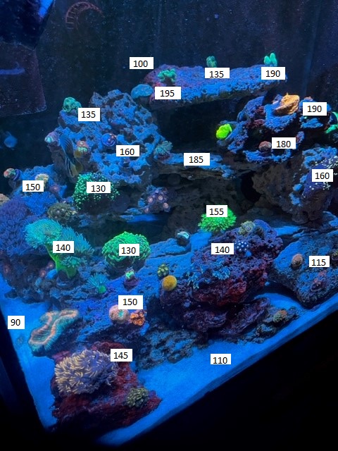 New Reef.jpg