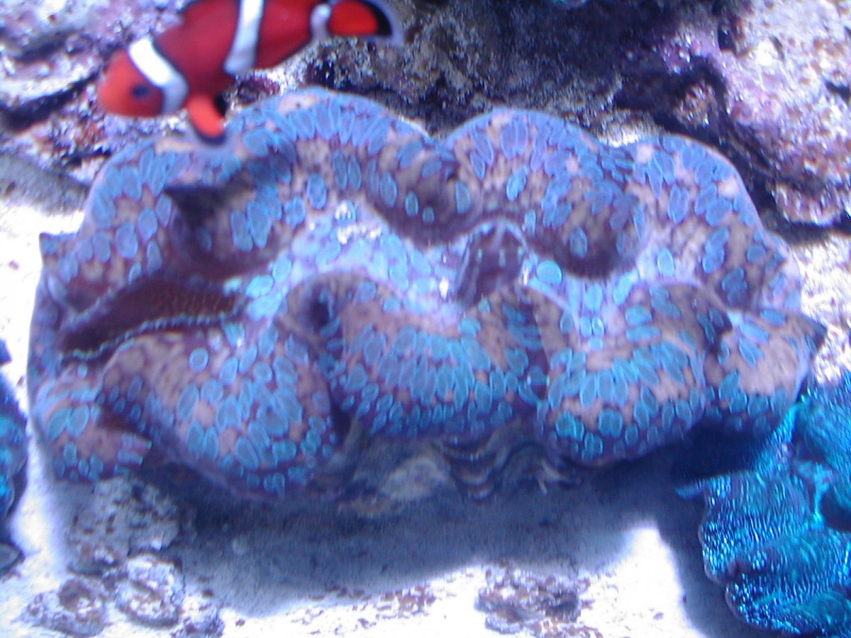 new reef tankv 014.jpg
