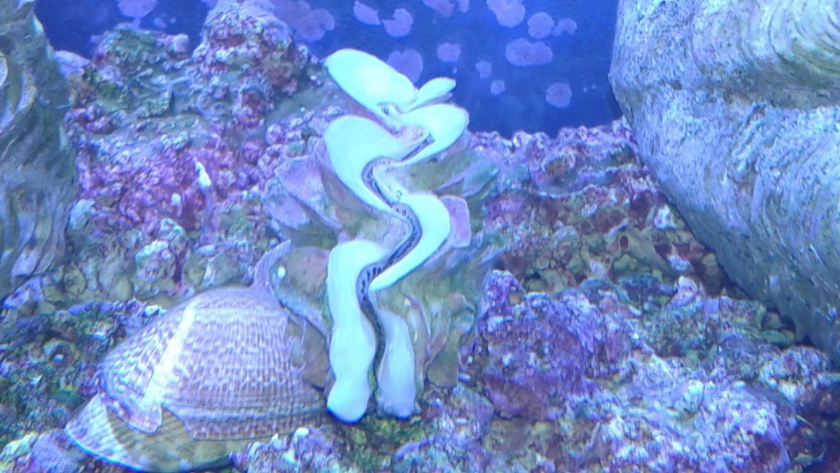 New shell (2).jpg