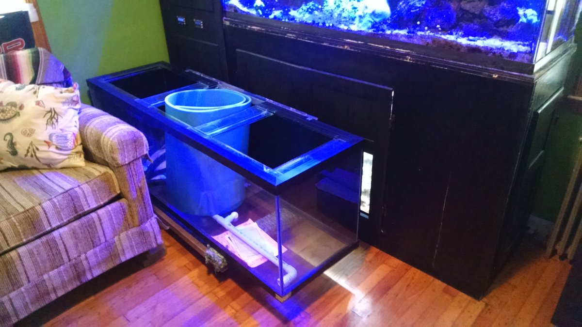 New Tank in Fish Room.jpg