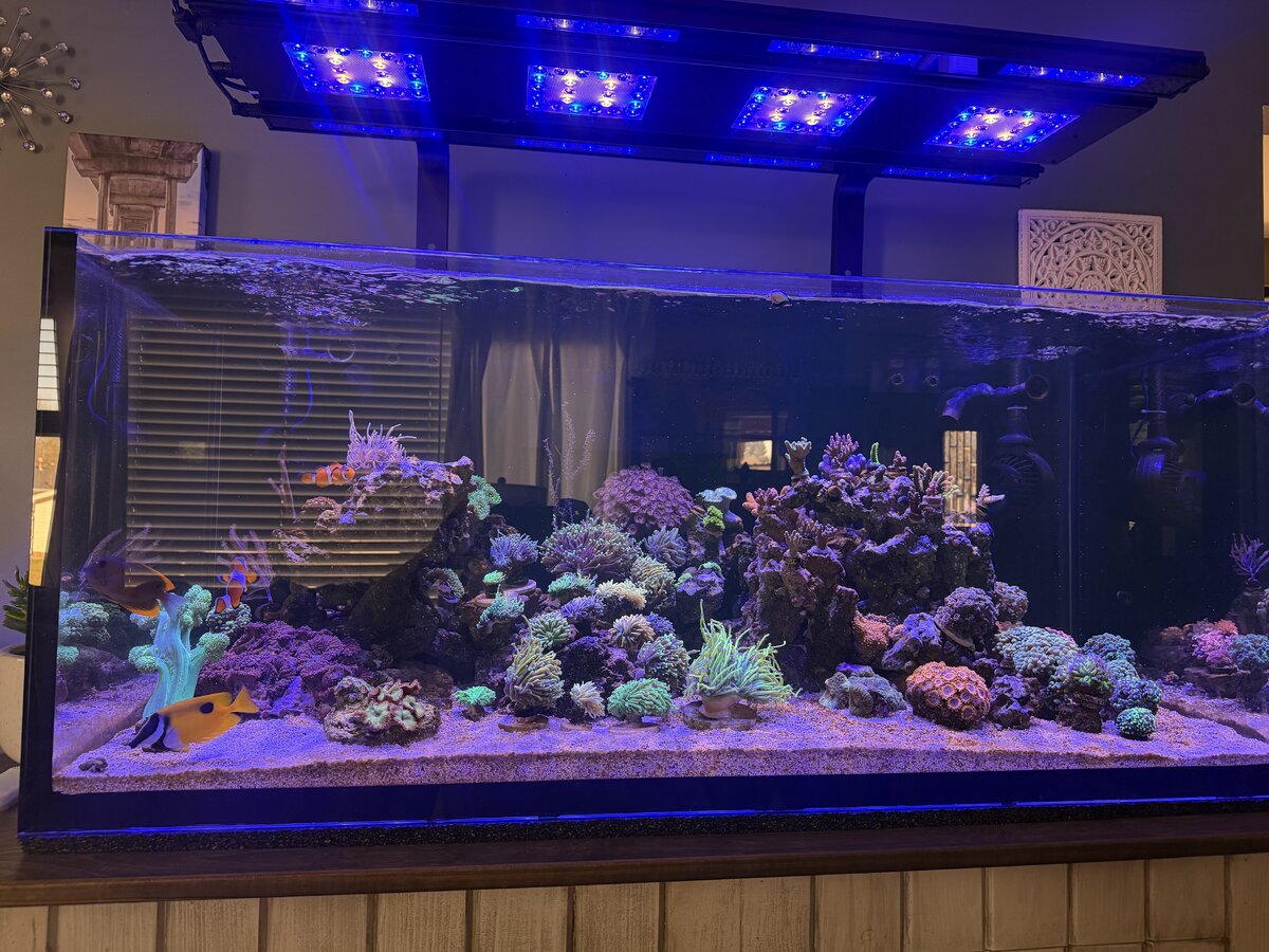 new tank.jpeg