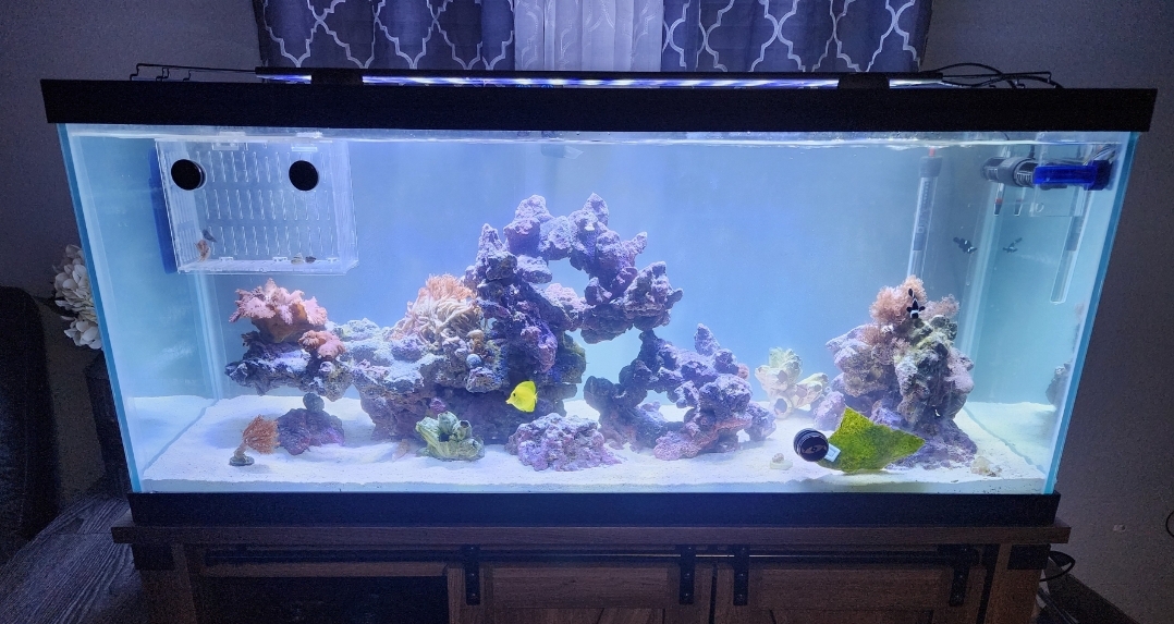 Finally got the new scape done - how does it look? | Reef2Reef