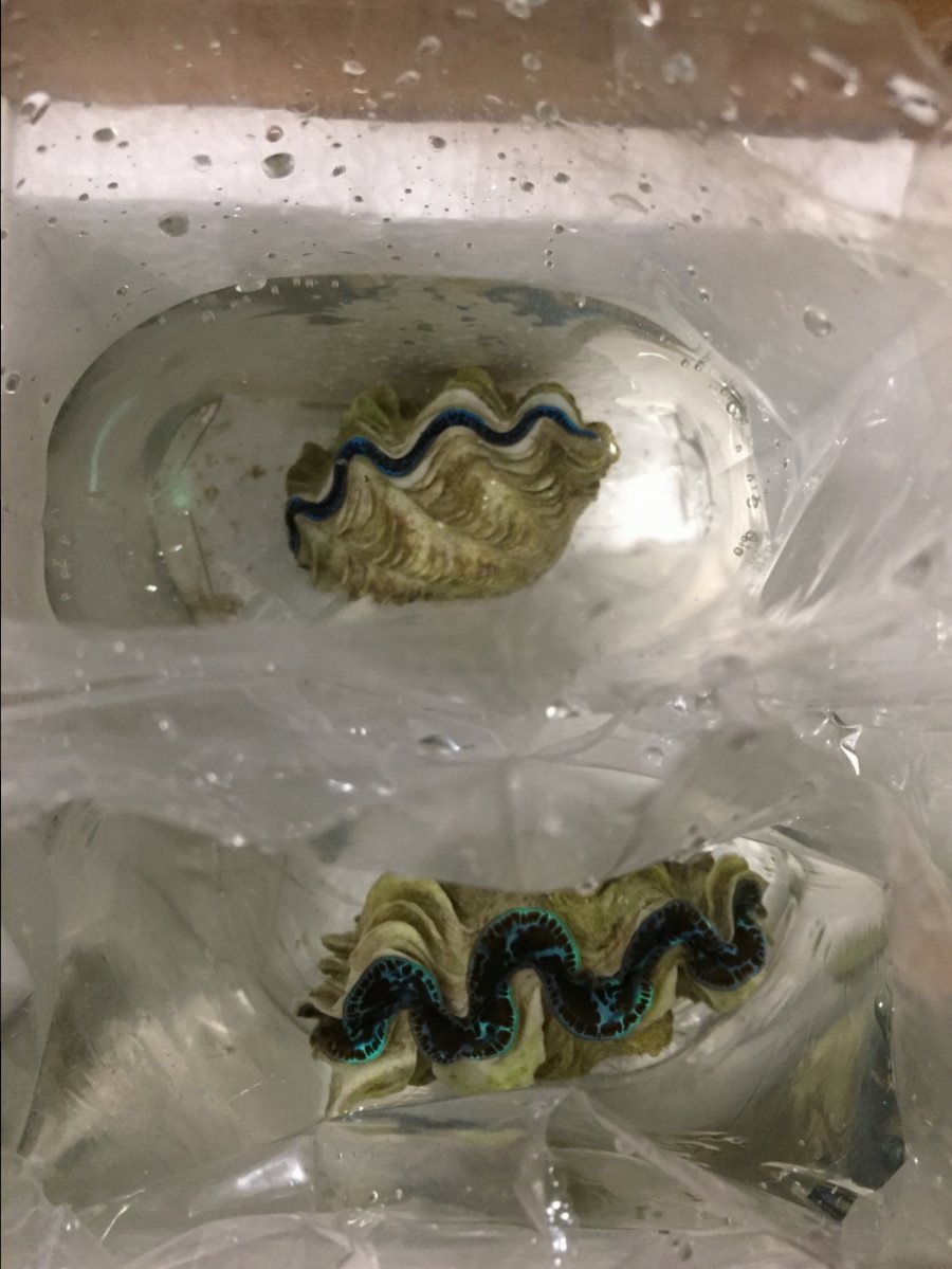 New tridactnas going into acclimation.JPG