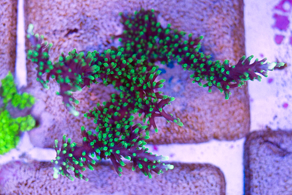 A few SPS shots from the Cherry Corals Farm | REEF2REEF Saltwater and ...