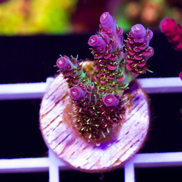 World Famous Cherry Corals $25 Sale! Drops Friday @8pm! | REEF2REEF ...