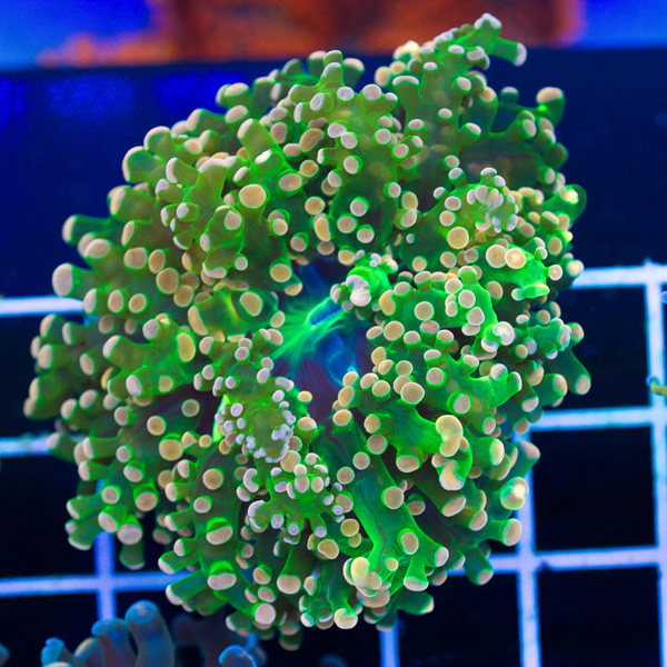 newcorals0004.jpg