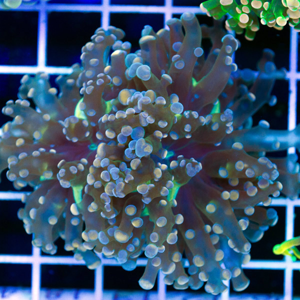 newcorals0005.jpg